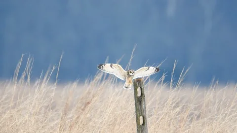 Short-eared Owl landing on a post Video stock 119734364
