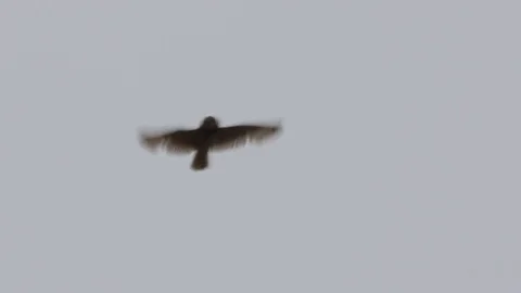 Short-eared owl (marsh owl, Asio flammeus) flies Stock Footage 83270644