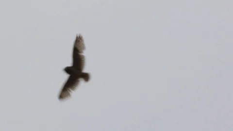 Short-eared owl (marsh owl, Asio flammeus) flies Stock Footage 83270814