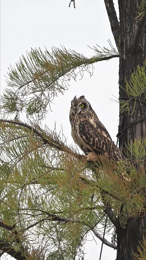 Short-eared Owl Perched on Dry Grass in Meadow during Golden Hour Stock Footage 330693473