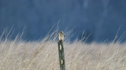 Short-eared Owl perched Stock Footage 154483336
