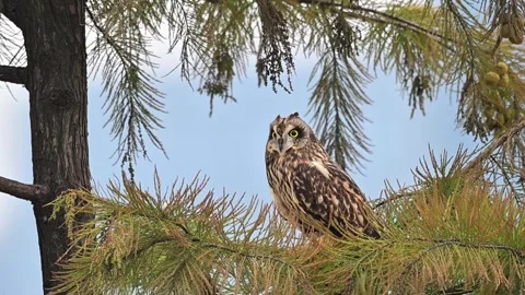 Short-eared Owl Perched on Pine Tree Branch Video stock 330716642