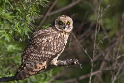 Short-eared owl Foto stock