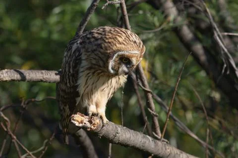 Short-eared owl 스톡 사진