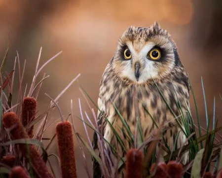 Short-eared Owl Stock Photos