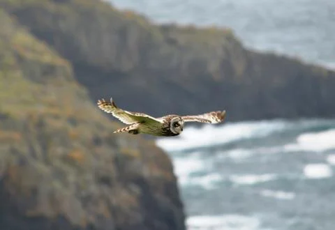 A Short Eared Owl Stock Photos
