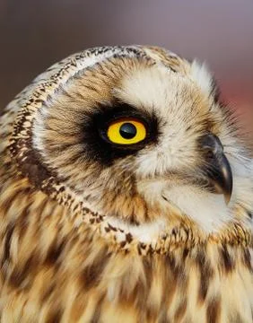 Short-eared Owl Foto stock