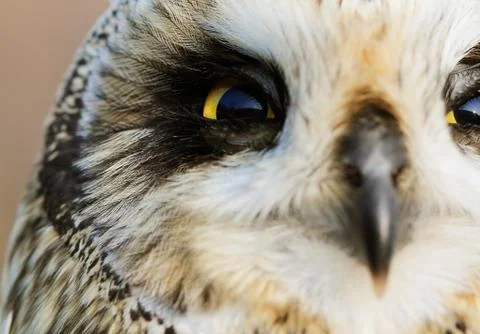 Short-eared Owl Foto stock