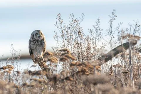 Short eared owl Stock Photos