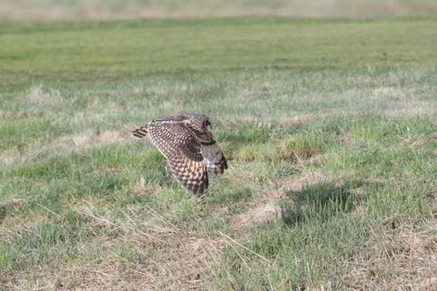 Short eared owl Stock-Fotos