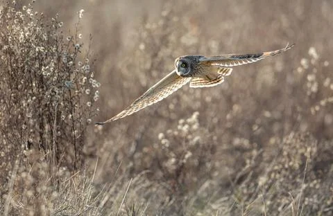 Short eared owl 스톡 사진