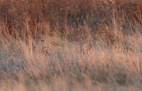 Short eared owl Stock Photos