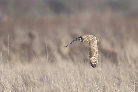 Short eared owl 스톡 사진