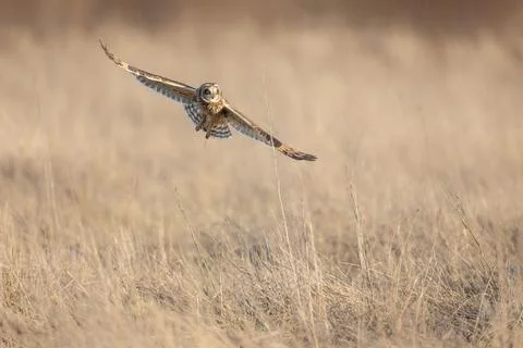 Short eared owl Stock Photos