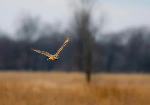 Short Eared Owl Stock Photos