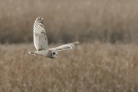 Short eared owl Stock Photos