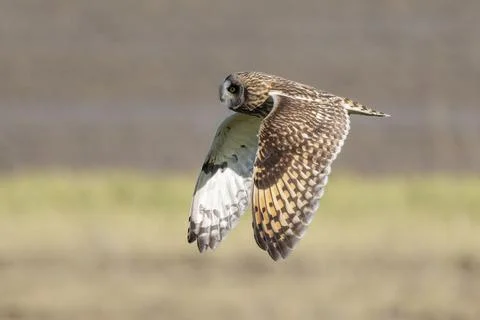 Short-eared owl Foto stock