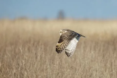Short-eared owl Foto stock