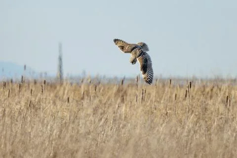 Short-eared owl Foto stock