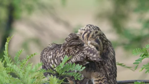 Short-eared Owl Preening Feathers After Rain in Wild Nature Slow Motion Vidéo 341670204