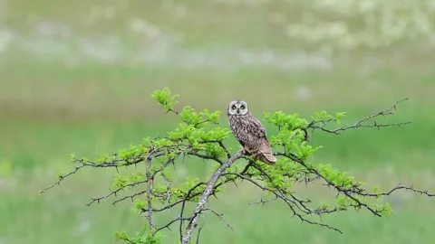 Short-eared Owl Sitting on a Tree Branch, Looking Around and Flying Away Stock Footage 336749229