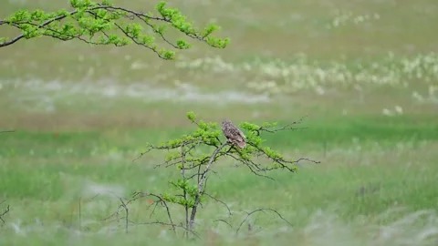 Short-eared Owl Sitting on a Tree Branch Looking Around in the Wild. Slow Motion Видео 336749248
