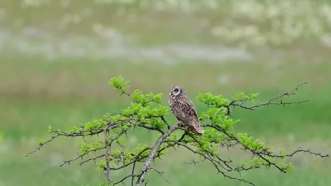 Short-eared Owl Sitting on a Tree Branch Looking Around in the Wild. Slow Motion Stock Footage 336749252