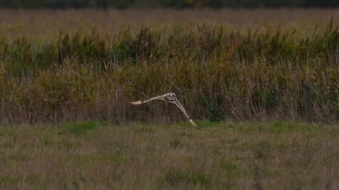Short-eared owl  in slow motion Stock Footage 250163404