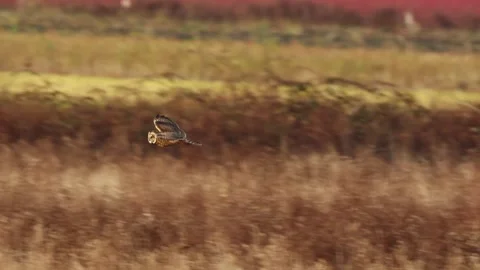 Short Eared Owl spots the camera Stock Footage 301372529
