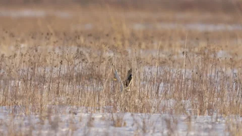 Short-eared Owl taking off Video stock 165085404
