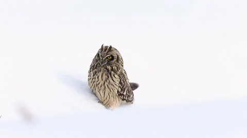 Short-eared Owl walking Stock Footage 197582648