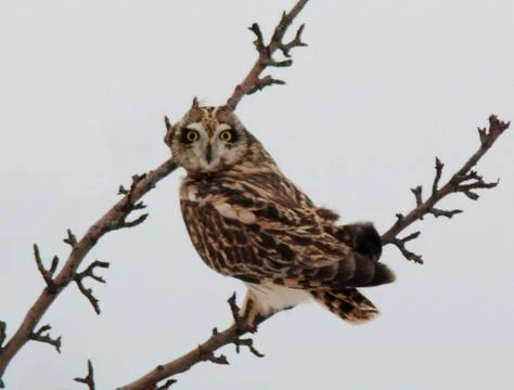 Short eared owl2 Foto stock