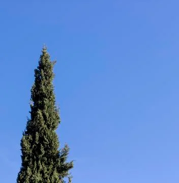 Short exposure of tree with blue background Stock Photos