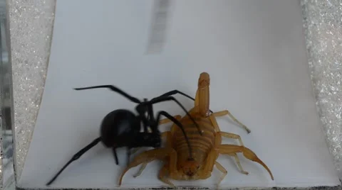 Short fight between black widow and scorpion Stock Footage 46834278