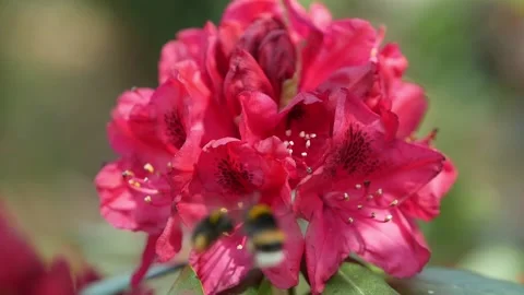 Short fight between two bumblebees Stock Footage 136294511