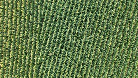 Short flight above corn field towards river bank. Stock Footage 137438095