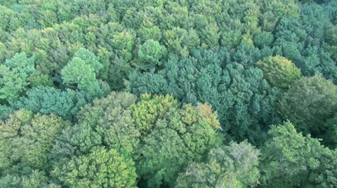 Short Flight Over Forest Of Beech Trees Video stock 36834748