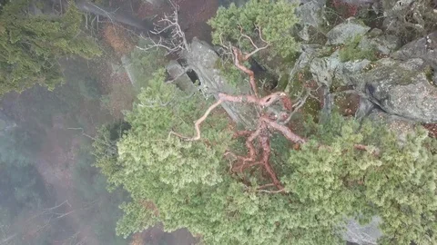 Short flight over a tree in the fog Stock Footage 115603041