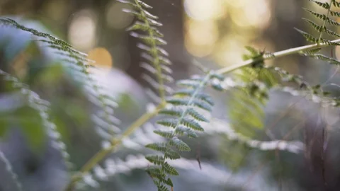 Short focus rain forest Stock Footage 103434859