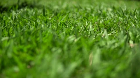 Short Grass Close-up Stock Footage 159868210
