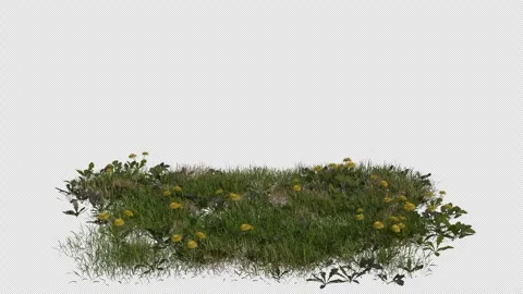 Short Grass Field blowing in the wind Loop Animation. Alpha Channel Video stock 310426368