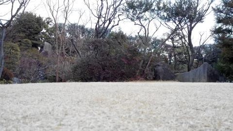 Short grass Stock Photos