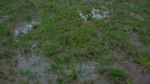 Short green grass covered with mud and dirty water on bog Stock Footage 161127620