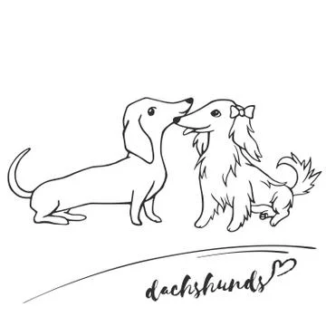 Short-haired and long-haired dachshunds get acquainted, communicate, play Stock Illustration