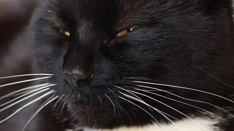 Short haired black and white cat waking up Stock Footage 252369595