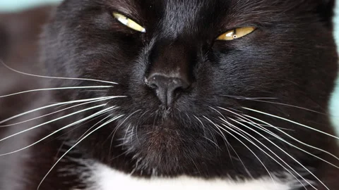Short haired black and white cat waking up Stock Footage 252369885