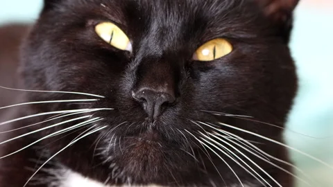 Short haired black and white cat waking up Stock Footage 252372612