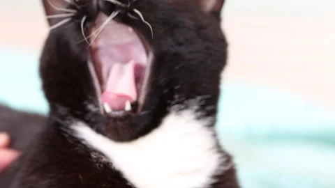 Short haired black and white cat yawning anf waking up Stock Footage 252374415