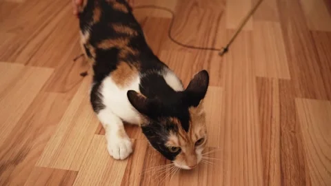 Short haired calico cat stretching while being gently petted indoors. Relaxed Stock Footage 341271359