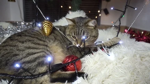 A short haired cat plays with a burning garland and a Christmas tree Vidéo 122287647